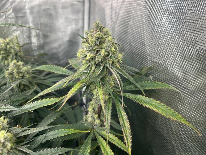 Mimosa x The Brunch “Lover’s Cut”. Week 11