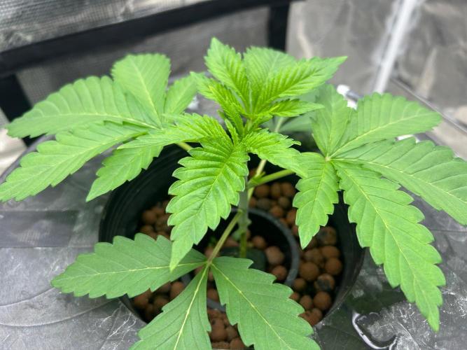 Chocolope (DWC). Week 3