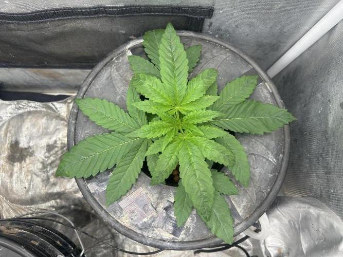 White Rhino (DWC). Week 3