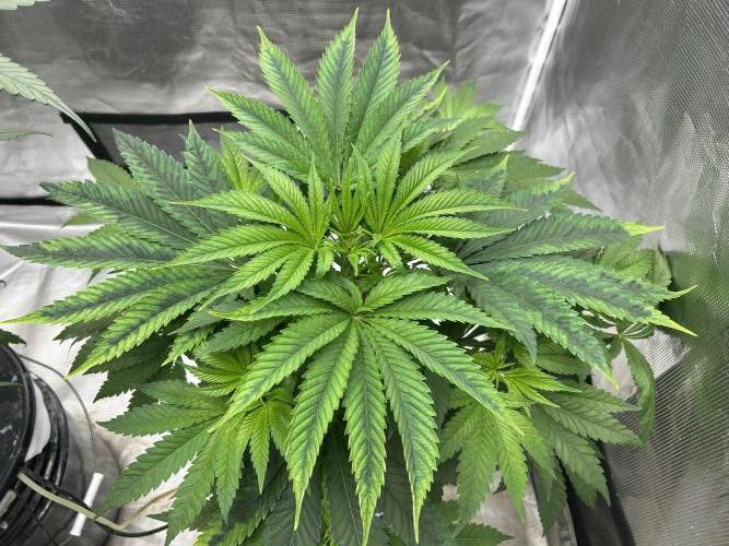 Hella Jelly (DWC). Week 6