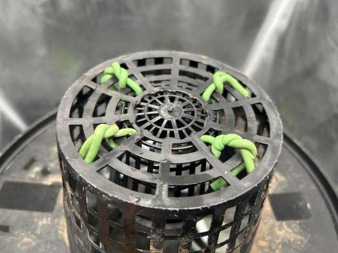 Maui Waui (DWC) 2. Week 0 - Securing the smaller net pot to the bigger one.