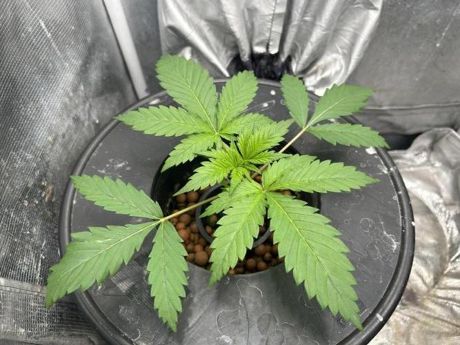Maui Waui (DWC) 2. Week 3 - In the veg tent 1/2