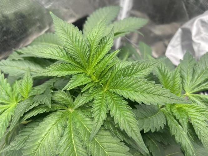 Afghan Kush. Week 6