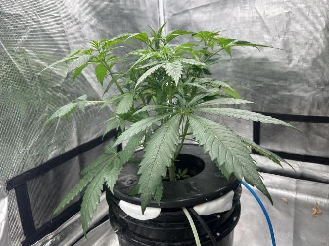 Maui Waui (DWC) 2. Week 5
