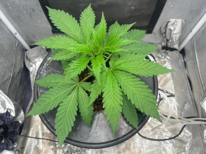 Mimosa x The Brunch “Lover’s Cut” DWC. Week 4