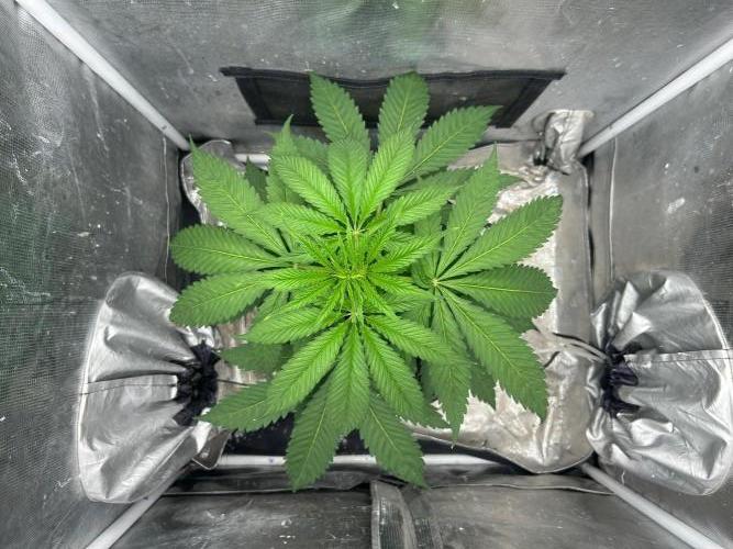 Mimosa x The Brunch “Lover’s Cut” DWC. Week 5