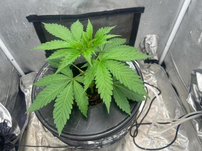 Mimosa x The Brunch “Lover’s Cut” DWC. Week 4