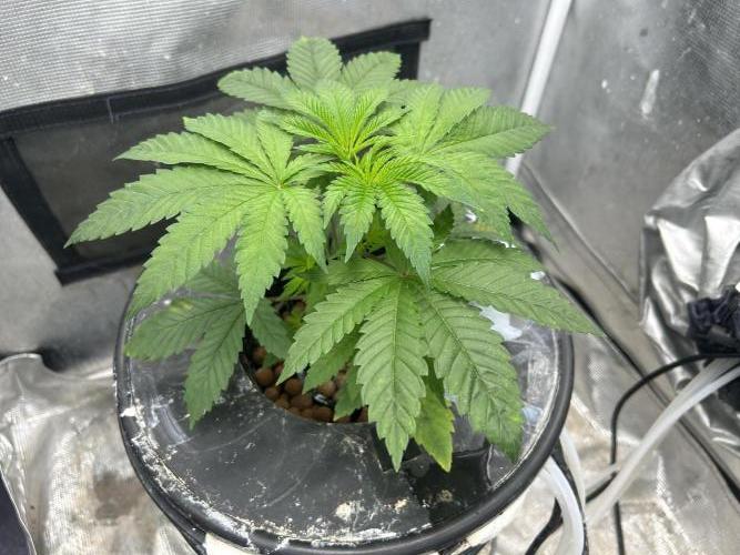 Hella Jelly (DWC). Week 4