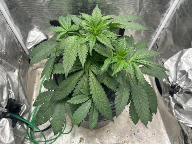 Afghan Kush (DWC). Week 6