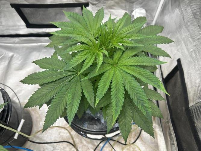 Hella Jelly (DWC). Week 5
