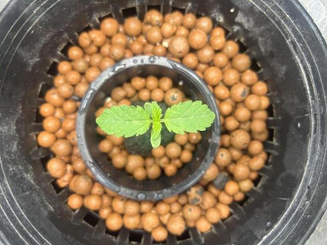Afghan Kush (DWC). Week 2