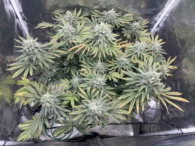 White Rhino (DWC). Week 13