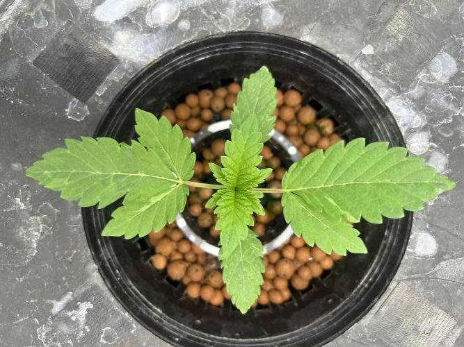 Afghan Kush (DWC). Week 3