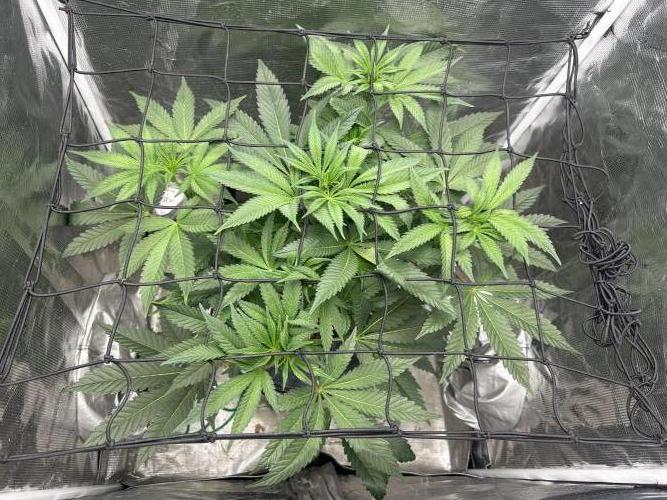 Afghan Kush (DWC). Week 8