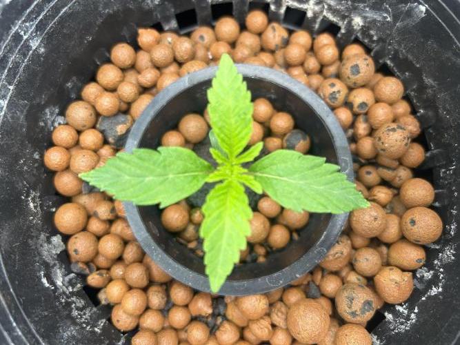 Mimosa x The Brunch “Lover’s Cut” DWC. Week 2