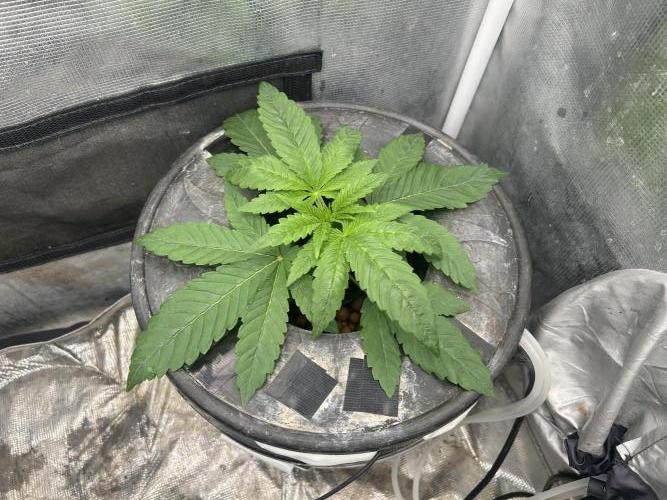 White Rhino (DWC). Week 3