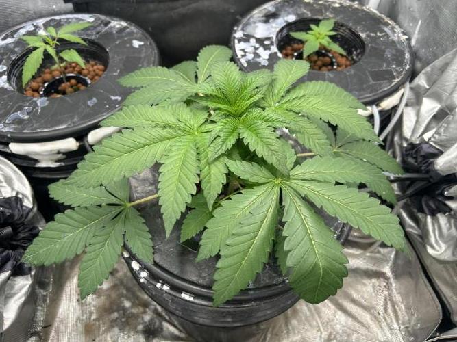 Afghan Kush (DWC). Week 5