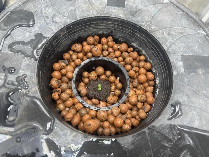 Chocolope (DWC). Week 0 - 9-21-2026.