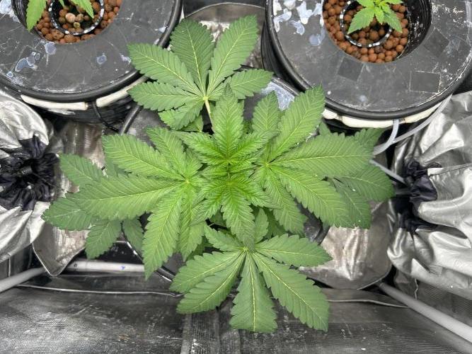 Afghan Kush (DWC). Week 5