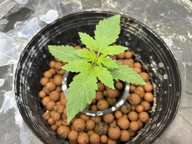 Hella Jelly (DWC). Week 2