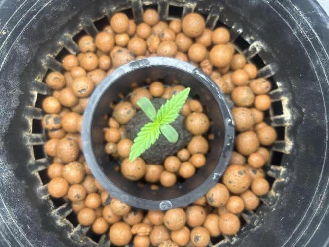 Maui Waui (DWC) 2. Week 1