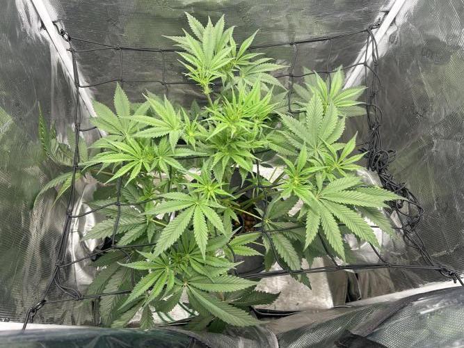 Godfather Bomb (DWC). Week 7