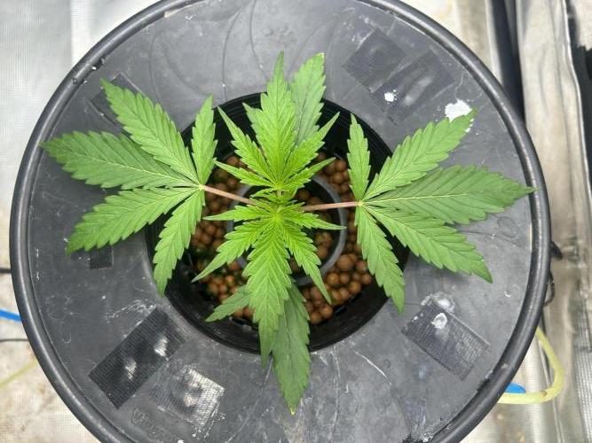 Golden Tiger (DWC). Week 3