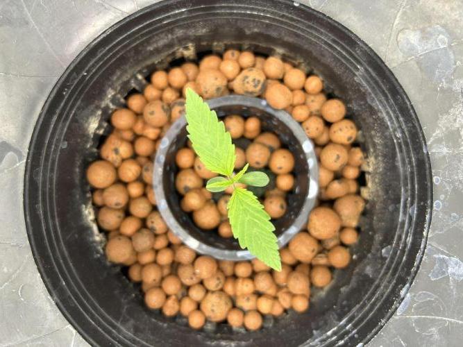 Strawberry Cough (DWC) 2. Week 1