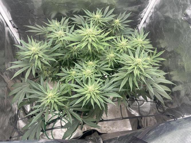 White Rhino (DWC). Week 9