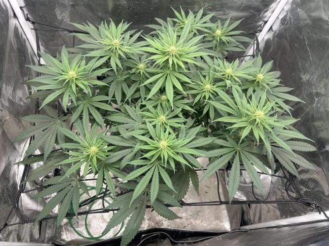 White Rhino (DWC). Week 8