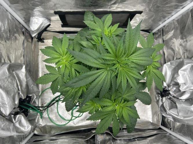 White Rhino. Week 5
