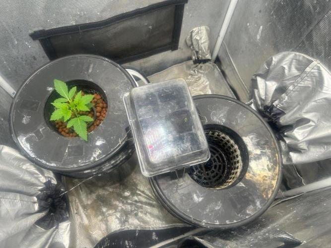 Bay 11 (DWC). Week 0 - Popped 8-06-2026.