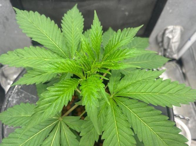 Mimosa x The Brunch “Lover’s Cut” DWC. Week 4