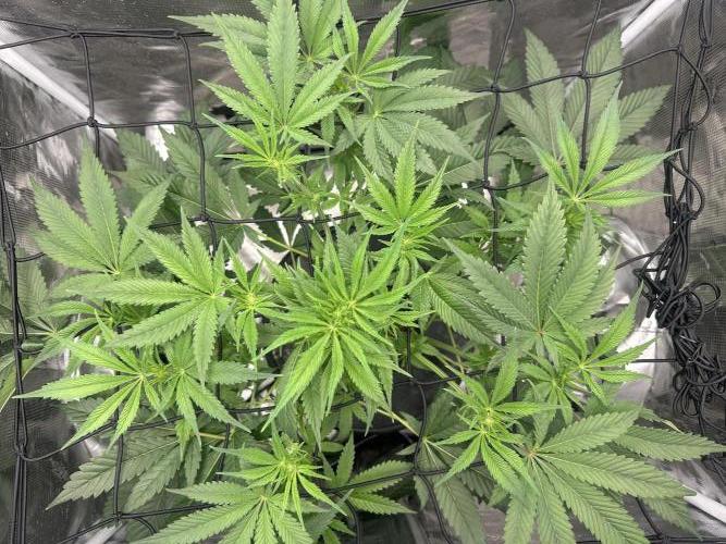 Godfather Bomb (DWC). Week 7