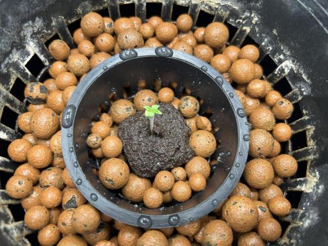 Maui Waui (DWC) 2. Week 0 - Late afternoon 3-25-2026 right after planting.