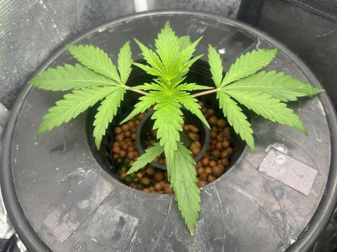 Golden Tiger (DWC). Week 3