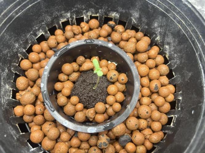 Afghan Kush (DWC). Week 1