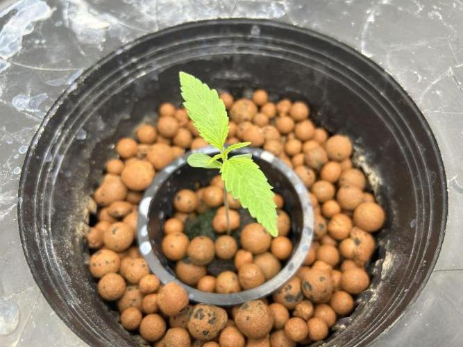 Strawberry Cough (DWC) 2. Week 1