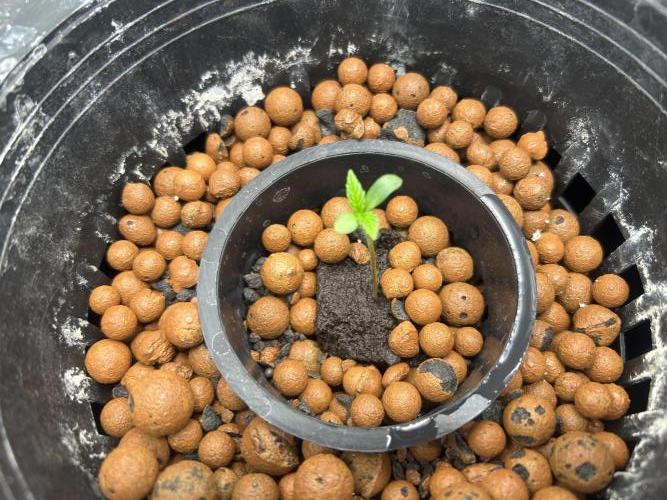 Mimosa x The Brunch “Lover’s Cut” DWC. Week 1