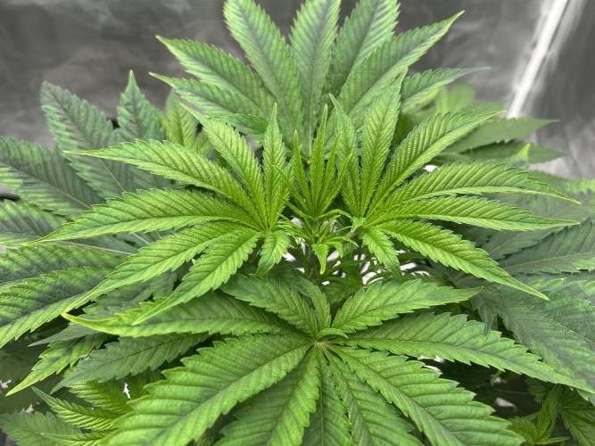 Hella Jelly. Week 6