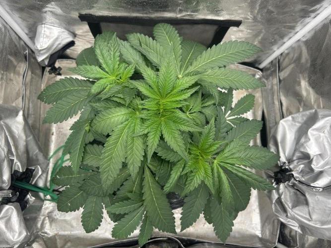 Afghan Kush (DWC). Week 6