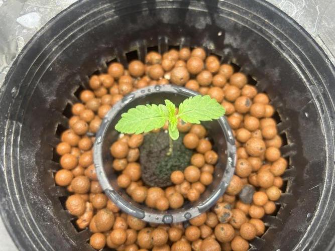 Afghan Kush (DWC). Week 2