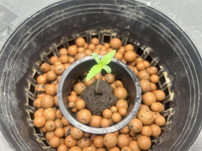 Maui Waui (DWC) 2. Week 1