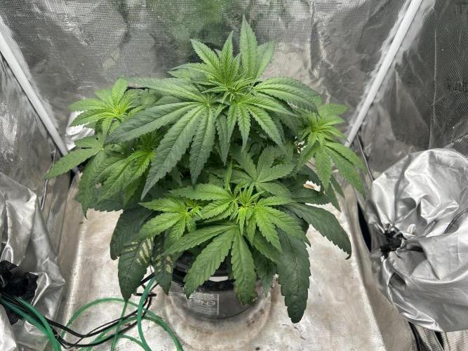 White Rhino (DWC). Week 5