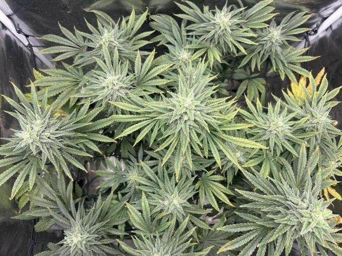 White Rhino (DWC). Week 11