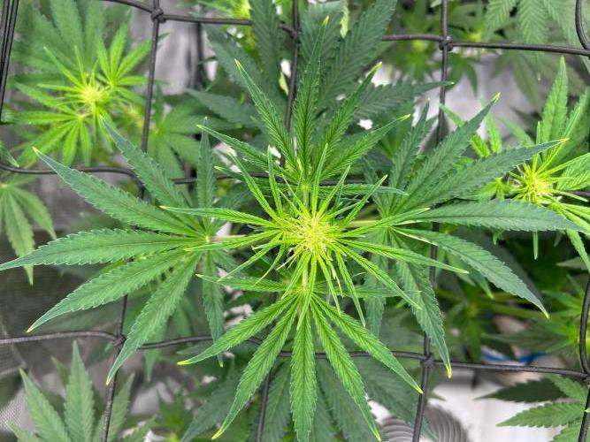 Bay 11 (DWC). Week 6