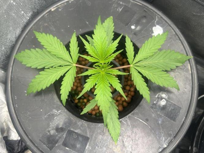 Golden Tiger (DWC). Week 3