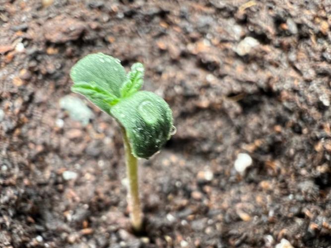 The one that doesn’t exist. Week 1