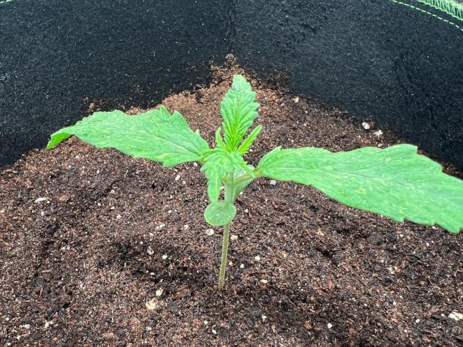 The one that doesn’t exist. Week 2 - Day 7