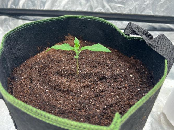 The one that doesn’t exist. Week 2 - Day 7